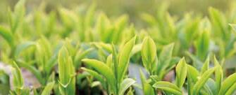 廣西西林京桂古道茶業(yè)公司怎么樣？是國(guó)企嗎？和廣西農(nóng)墾集團(tuán)啥關(guān)系？